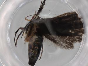  ( - BIOUG77970-A03)  @11 [ ] CreativeCommons - Attribution (2022) Centre for Biodiversity Genomics Centre for Biodiversity Genomics