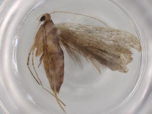  ( - BIOUG77970-A05)  @11 [ ] CreativeCommons - Attribution (2022) Centre for Biodiversity Genomics Centre for Biodiversity Genomics