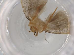  (Sigela BioLep3152 - BIOUG77970-A07)  @11 [ ] CreativeCommons - Attribution (2022) Centre for Biodiversity Genomics Centre for Biodiversity Genomics