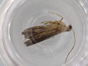  ( - BIOUG77970-A10)  @11 [ ] CreativeCommons - Attribution (2022) Centre for Biodiversity Genomics Centre for Biodiversity Genomics