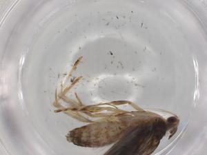  ( - BIOUG78024-F03)  @11 [ ] CreativeCommons - Attribution (2022) Centre for Biodiversity Genomics Centre for Biodiversity Genomics