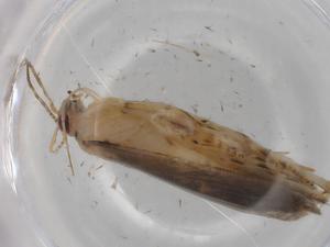  ( - BIOUG78024-F05)  @11 [ ] CreativeCommons - Attribution (2022) Centre for Biodiversity Genomics Centre for Biodiversity Genomics