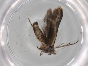  ( - BIOUG78024-H06)  @11 [ ] CreativeCommons - Attribution (2022) Centre for Biodiversity Genomics Centre for Biodiversity Genomics