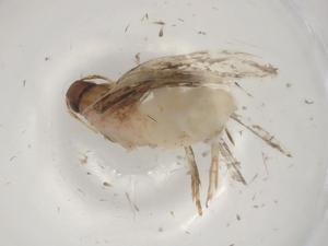  ( - BIOUG78025-B07)  @11 [ ] CreativeCommons - Attribution (2022) Centre for Biodiversity Genomics Centre for Biodiversity Genomics