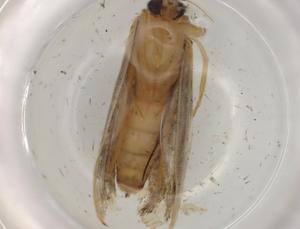  ( - BIOUG78047-A08)  @11 [ ] CreativeCommons - Attribution (2022) Centre for Biodiversity Genomics Centre for Biodiversity Genomics