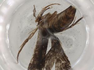  ( - BIOUG78047-C03)  @11 [ ] CreativeCommons - Attribution (2022) Centre for Biodiversity Genomics Centre for Biodiversity Genomics