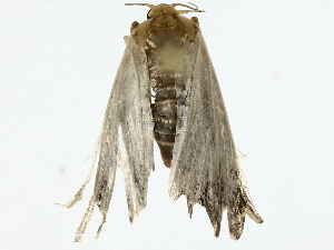  ( - BIOUG80163-G02)  @11 [ ] CreativeCommons - Attribution (2022) CBG Photography Group Centre for Biodiversity Genomics