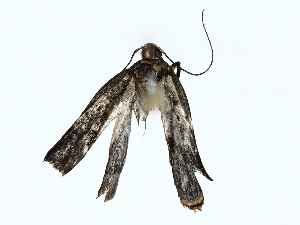  (gelJanzen01 Janzen8272 - BIOUG85466-D08)  @11 [ ] CreativeCommons - Attribution (2022) CBG Photography Group Centre for Biodiversity Genomics