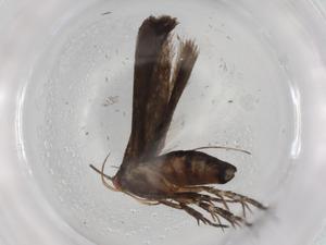  ( - BIOUG87916-B08)  @11 [ ] CreativeCommons - Attribution (2022) Centre for Biodiversity Genomics Centre for Biodiversity Genomics