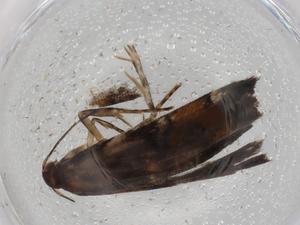  ( - BIOUG88386-D04)  @11 [ ] CreativeCommons - Attribution (2022) Centre for Biodiversity Genomics Centre for Biodiversity Genomics