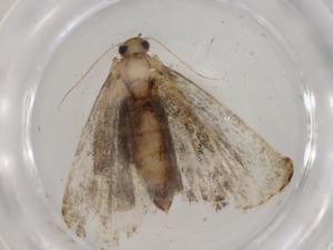  ( - BIOUG88412-B02)  @11 [ ] CreativeCommons - Attribution (2022) Centre for Biodiversity Genomics Centre for Biodiversity Genomics