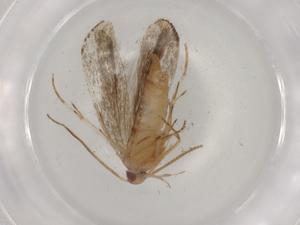  ( - BIOUG88412-C03)  @11 [ ] CreativeCommons - Attribution (2022) Centre for Biodiversity Genomics Centre for Biodiversity Genomics