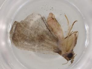  (Lascoria malaise4399 - BIOUG88412-C05)  @11 [ ] CreativeCommons - Attribution (2022) Centre for Biodiversity Genomics Centre for Biodiversity Genomics