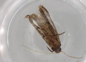  ( - BIOUG88412-H02)  @11 [ ] CreativeCommons - Attribution (2022) Centre for Biodiversity Genomics Centre for Biodiversity Genomics