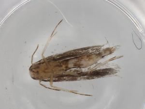  (gelMalaise01 Malaise8162 - BIOUG88484-H01)  @11 [ ] CreativeCommons - Attribution (2022) Centre for Biodiversity Genomics Centre for Biodiversity Genomics