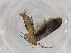  ( - BIOUG88500-D09)  @11 [ ] CreativeCommons - Attribution (2022) Centre for Biodiversity Genomics Centre for Biodiversity Genomics