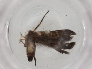  ( - BIOUG88500-D11)  @11 [ ] CreativeCommons - Attribution (2022) Centre for Biodiversity Genomics Centre for Biodiversity Genomics