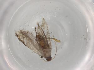  ( - BIOUG88500-H04)  @11 [ ] CreativeCommons - Attribution (2022) Centre for Biodiversity Genomics Centre for Biodiversity Genomics