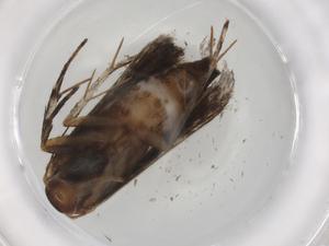  (gelMalaise01 Malaise2563 - BIOUG88522-B01)  @11 [ ] CreativeCommons - Attribution (2022) Centre for Biodiversity Genomics Centre for Biodiversity Genomics