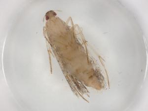  ( - BIOUG88522-B03)  @11 [ ] CreativeCommons - Attribution (2022) Centre for Biodiversity Genomics Centre for Biodiversity Genomics