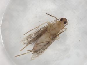  ( - BIOUG88522-B05)  @11 [ ] CreativeCommons - Attribution (2022) Centre for Biodiversity Genomics Centre for Biodiversity Genomics