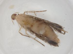  ( - BIOUG88522-B06)  @11 [ ] CreativeCommons - Attribution (2022) Centre for Biodiversity Genomics Centre for Biodiversity Genomics