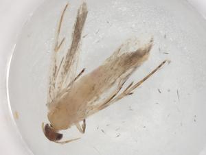  ( - BIOUG88522-B07)  @11 [ ] CreativeCommons - Attribution (2022) Centre for Biodiversity Genomics Centre for Biodiversity Genomics