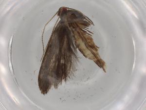  (Anacampsis BioLep8249 - BIOUG88541-D11)  @11 [ ] CreativeCommons - Attribution (2022) Centre for Biodiversity Genomics Centre for Biodiversity Genomics