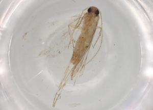  ( - BIOUG88541-F12)  @11 [ ] CreativeCommons - Attribution (2022) Centre for Biodiversity Genomics Centre for Biodiversity Genomics