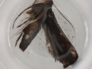  (gelMalaise01 Malaise0353 - BIOUG88570-C08)  @11 [ ] CreativeCommons - Attribution (2022) Centre for Biodiversity Genomics Centre for Biodiversity Genomics