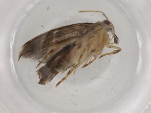  ( - BIOUG88570-D10)  @11 [ ] CreativeCommons - Attribution (2022) Centre for Biodiversity Genomics Centre for Biodiversity Genomics