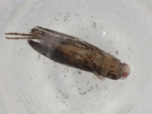  ( - BIOUG88834-E06)  @11 [ ] CreativeCommons - Attribution (2022) Centre for Biodiversity Genomics Centre for Biodiversity Genomics