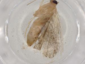  ( - BIOUG88834-E10)  @11 [ ] CreativeCommons - Attribution (2022) Centre for Biodiversity Genomics Centre for Biodiversity Genomics