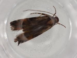  ( - BIOUG88834-E11)  @11 [ ] CreativeCommons - Attribution (2022) Centre for Biodiversity Genomics Centre for Biodiversity Genomics