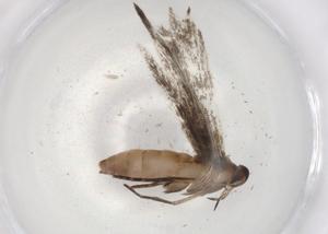  ( - BIOUG88848-C04)  @12 [ ] CreativeCommons - Attribution (2022) Centre for Biodiversity Genomics Centre for Biodiversity Genomics