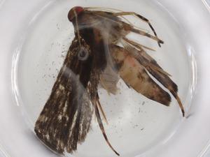  ( - BIOUG88848-C05)  @11 [ ] CreativeCommons - Attribution (2022) Centre for Biodiversity Genomics Centre for Biodiversity Genomics