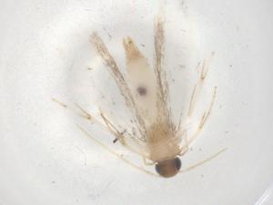  ( - BIOUG88848-D05)  @11 [ ] CreativeCommons - Attribution (2022) Centre for Biodiversity Genomics Centre for Biodiversity Genomics