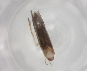  ( - BIOUG88859-H04)  @11 [ ] CreativeCommons - Attribution (2022) Centre for Biodiversity Genomics Centre for Biodiversity Genomics