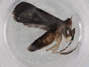  (gelMalaise01 Malaise7946 - BIOUG88879-B10)  @11 [ ] CreativeCommons - Attribution (2022) Centre for Biodiversity Genomics Centre for Biodiversity Genomics