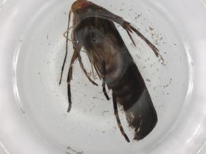  ( - BIOUG88909-D03)  @11 [ ] CreativeCommons - Attribution (2022) Centre for Biodiversity Genomics Centre for Biodiversity Genomics