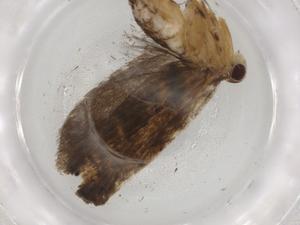  ( - BIOUG88909-F09)  @11 [ ] CreativeCommons - Attribution (2022) Centre for Biodiversity Genomics Centre for Biodiversity Genomics