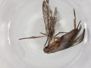  ( - BIOUG88910-B05)  @11 [ ] CreativeCommons - Attribution (2022) Centre for Biodiversity Genomics Centre for Biodiversity Genomics