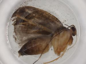  ( - BIOUG89353-A08)  @11 [ ] CreativeCommons - Attribution (2022) Centre for Biodiversity Genomics Centre for Biodiversity Genomics