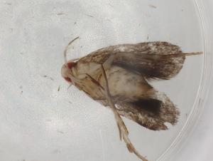  ( - BIOUG89353-A11)  @11 [ ] CreativeCommons - Attribution (2022) Centre for Biodiversity Genomics Centre for Biodiversity Genomics