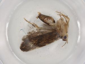  ( - BIOUG89353-B05)  @11 [ ] CreativeCommons - Attribution (2022) Centre for Biodiversity Genomics Centre for Biodiversity Genomics