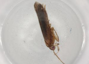  ( - BIOUG89353-C01)  @11 [ ] CreativeCommons - Attribution (2022) Centre for Biodiversity Genomics Centre for Biodiversity Genomics