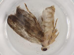  (gelMalaise01 Malaise9260 - BIOUG89353-C07)  @11 [ ] CreativeCommons - Attribution (2022) Centre for Biodiversity Genomics Centre for Biodiversity Genomics