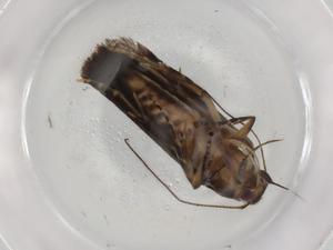  ( - BIOUG89353-D02)  @11 [ ] CreativeCommons - Attribution (2022) Centre for Biodiversity Genomics Centre for Biodiversity Genomics