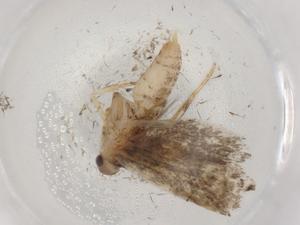  ( - BIOUG89380-D06)  @11 [ ] CreativeCommons - Attribution (2022) Centre for Biodiversity Genomics Centre for Biodiversity Genomics