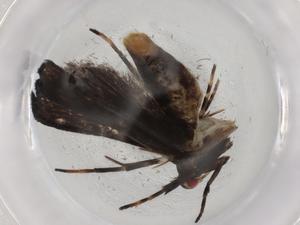  ( - BIOUG89380-F07)  @11 [ ] CreativeCommons - Attribution (2022) Centre for Biodiversity Genomics Centre for Biodiversity Genomics